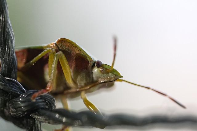 Vadim Nemkov Opens Up: “I’m Determined Not to Let Fedor Down Vadim Nemkov Opens Up: “I’m Determined Not to Let Fedor Down