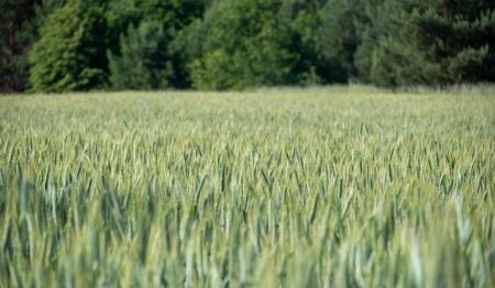 Ian Machado Garry and Paul Hughes: Meet the Rising MMA Stars Under 30 Taking the Sport by Storm Ian Machado Garry and Paul Hughes: Meet the Rising MMA Stars Under 30 Taking the Sport by Storm