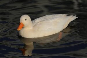 PFL MADRID TO BE HEADLINED BY COSTELLO VAN STEENIS DEFENDING THE PFL MIDDLEWEIGHT WORLD TITLE AGAINST FABIAN EDWARDS ON MARCH 20 – PFL