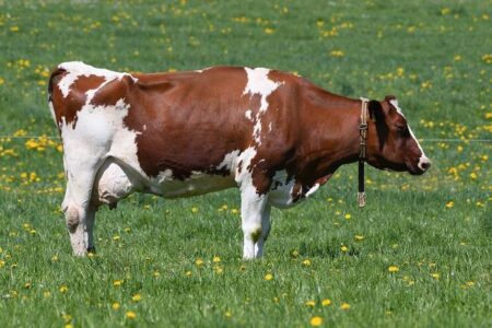 Former UFC Fighter Alex Garcia Arrested After Major Police Raid in Montreal Former UFC Fighter Alex Garcia Arrested After Major Police Raid in Montreal