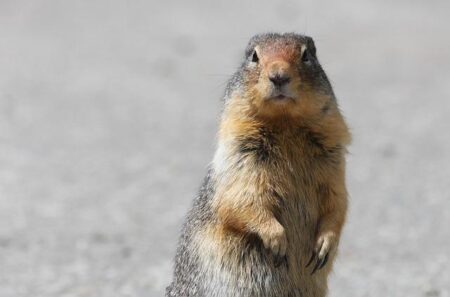 Shelda Chipito Stuns Fans with Masterful Ground and Footwork in Pro MMA Debut