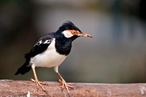 Jiří Procházka Vs Khalil Rountree Jr – Fight Of The Year – Lowkick MMA Awards 2025