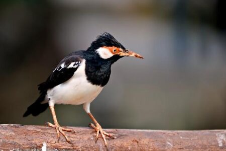 Jiřà Procházka Vs Khalil Rountree Jr – Fight Of The Year – Lowkick MMA Awards 2025 Jiřà Procházka Vs Khalil Rountree Jr – Fight Of The Year – Lowkick MMA Awards 2025