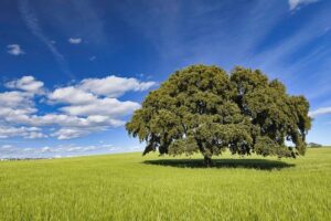 Holly Holm Opens Up About Taking on an Undefeated, Polished Boxing Champion