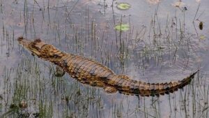 Melquizael Costa Ready to Face Off Against Dan Ige in an Epic UFC Houston Showdown