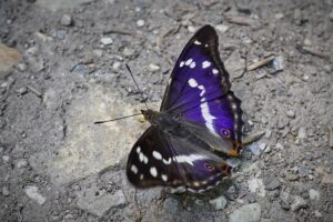 Ilia Topuria’s Bold Prediction: “I’ll Score the Best Knockout of 2026