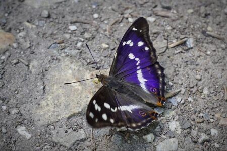 Ilia Topuria’s Bold Prediction: “I’ll Score the Best Knockout of 2026