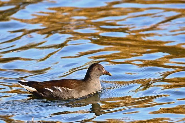 Cub Swanson Gears Up for an Epic UFC 327 Showdown Against Nate Landwehr Cub Swanson Gears Up for an Epic UFC 327 Showdown Against Nate Landwehr