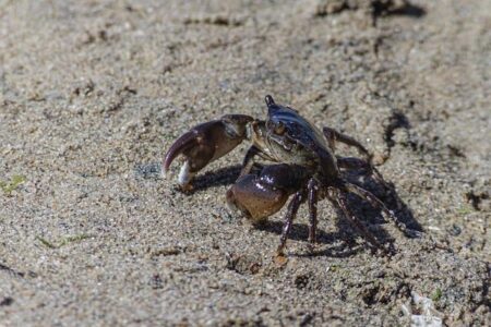 Thrilling 2026 PFL MENA Season Kicks Off in Saudi Arabia Thrilling 2026 PFL MENA Season Kicks Off in Saudi Arabia