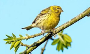 Undefeated Knockout Sensation Regina Tarin Electrifies Fans with Stunning UFC Debut in Mexico City on Short Notice