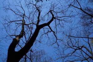 Hometown Hero Set to Shine at PFL Sioux Falls on May 2