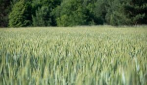 Ian Machado Garry Issues a Bold Challenge to Islam Makhachev