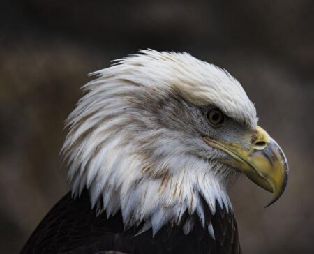 Nyamjargal Tumendemberel Defeats Cody Durden in Heated Battle – UFC 326 Highlights