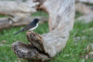 ‘I Really Need To Win This Fight’ – Willie Van Rooyen Plots Massive Comeback At ONE Fight Night 41 – ONE Championship