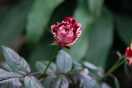 Julio Arce Opens Up About His ‘Frustrating’ UFC Departure Ahead of PFL Pittsburgh Debut