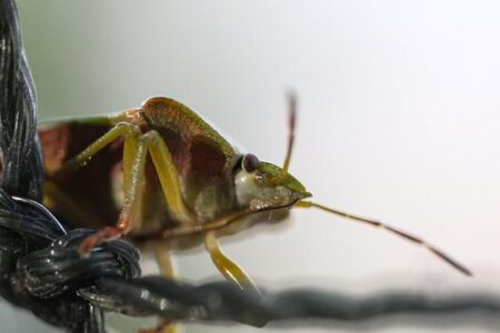 MMA Legend Fedor Emelianenko Gears Up for Epic Combat Sports Comeback at Age 50 in 2027