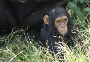 MMA Fighter Unveils Shocking $500K Chimpanzee Fight Offer Amid Experts’ Warnings of ‘Catastrophic’ Injuries $500K chimp PPV? MMA fighter claims bizarre fight offer as experts warn of ‘catastrophic’ injuries – marca.com