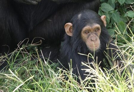 $500K chimp PPV? MMA fighter claims bizarre fight offer as experts warn of ‘catastrophic’ injuries – marca.com